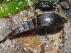 Sepedophilus testaceus
