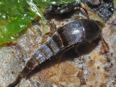 Sepedophilus testaceus