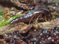 Sepedophilus testaceus