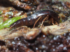 Sepedophilus testaceus