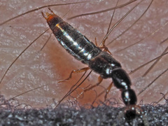 Gabrius splendidulus