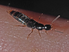 Gabrius splendidulus