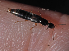 Gabrius splendidulus