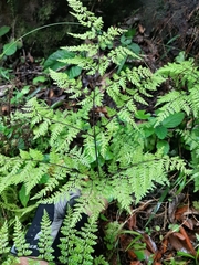 Cheilanthes bergiana