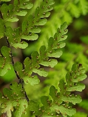 Cheilanthes bergiana