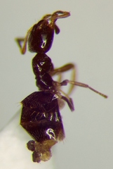 Plagiolepis pallescens
