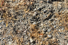 Ablepharus kitaibelii