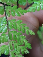 Cheilanthes bergiana
