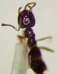 Plagiolepis pallescens