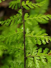 Cheilanthes bergiana