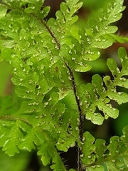 Cheilanthes bergiana