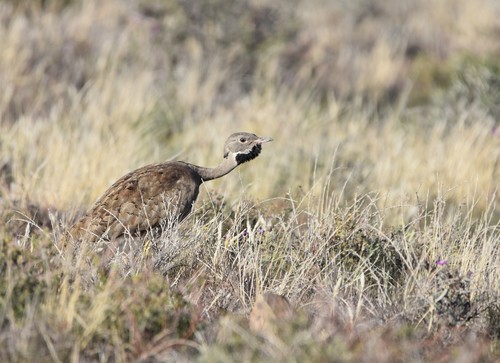 Karoo Korhaan (Heterotetrax vigorsii), photo 9