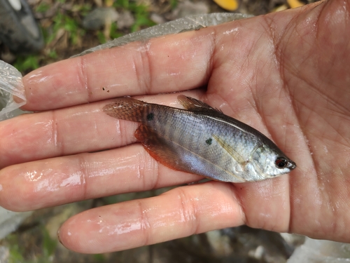 Three Spot Gourami