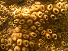 Palythoa caribaeorum