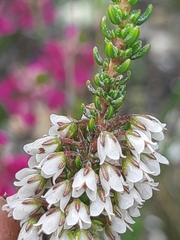 Erica deflexa