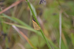 Setina irrorella