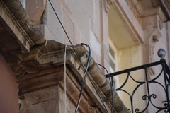 Passer domesticus