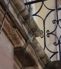 Passer domesticus