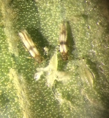 Parthenothrips dracaenae