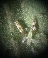 Parthenothrips dracaenae