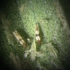 Parthenothrips dracaenae