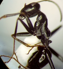 Cataglyphis aenescens