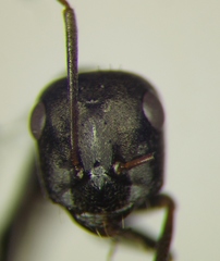 Cataglyphis aenescens