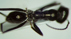 Cataglyphis aenescens