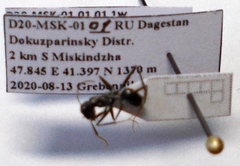 Cataglyphis aenescens