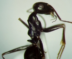 Cataglyphis aenescens