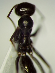 Cataglyphis aenescens