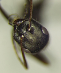 Cataglyphis aenescens