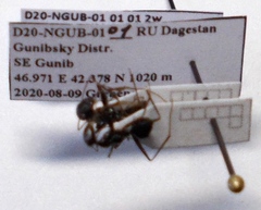 Cataglyphis aenescens