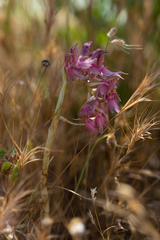 Anacamptis sancta