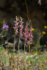 Anacamptis sancta