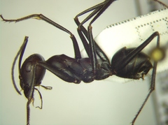 Cataglyphis nodus