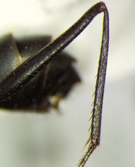 Cataglyphis nodus