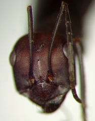 Cataglyphis nodus