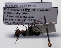 Cataglyphis nodus