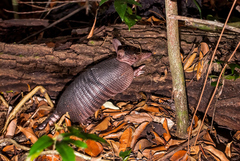 Dasypus novemcinctus