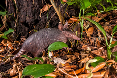 Dasypus novemcinctus