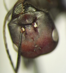 Cataglyphis nodus