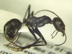 Cataglyphis nodus