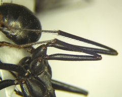 Cataglyphis nodus