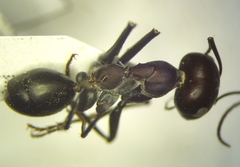 Cataglyphis nodus
