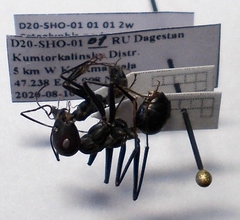 Cataglyphis nodus