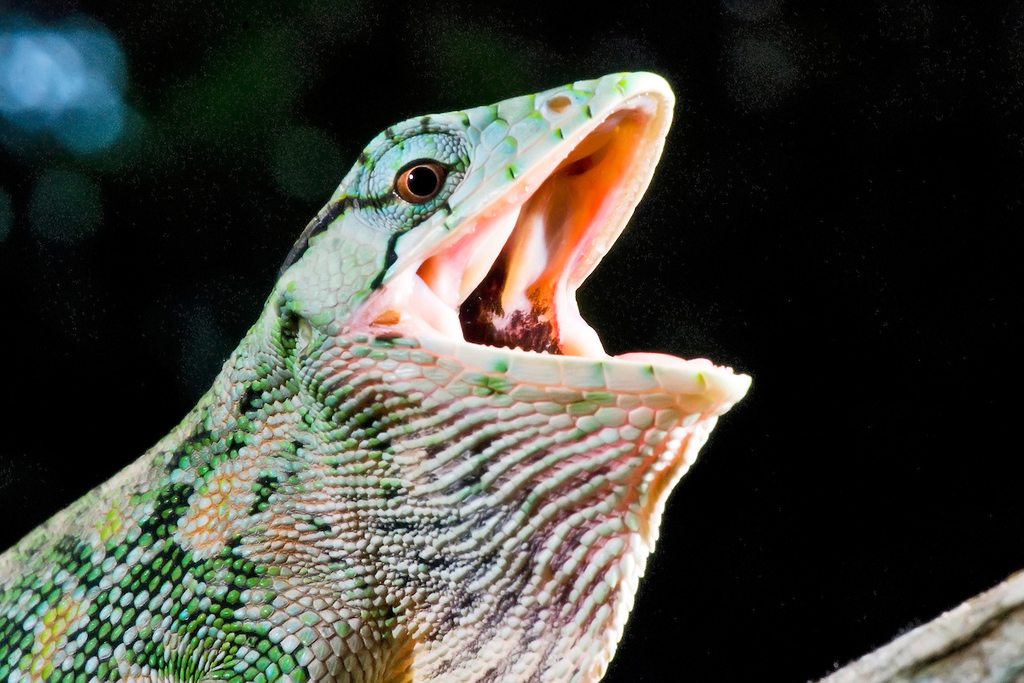 Monkey Lizards