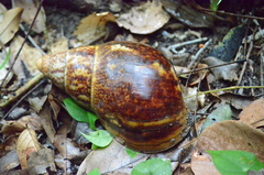 Archachatina marginata ovum