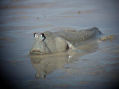 Blue-Spotted Mudhopper photo 2