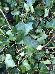 Hedera helix